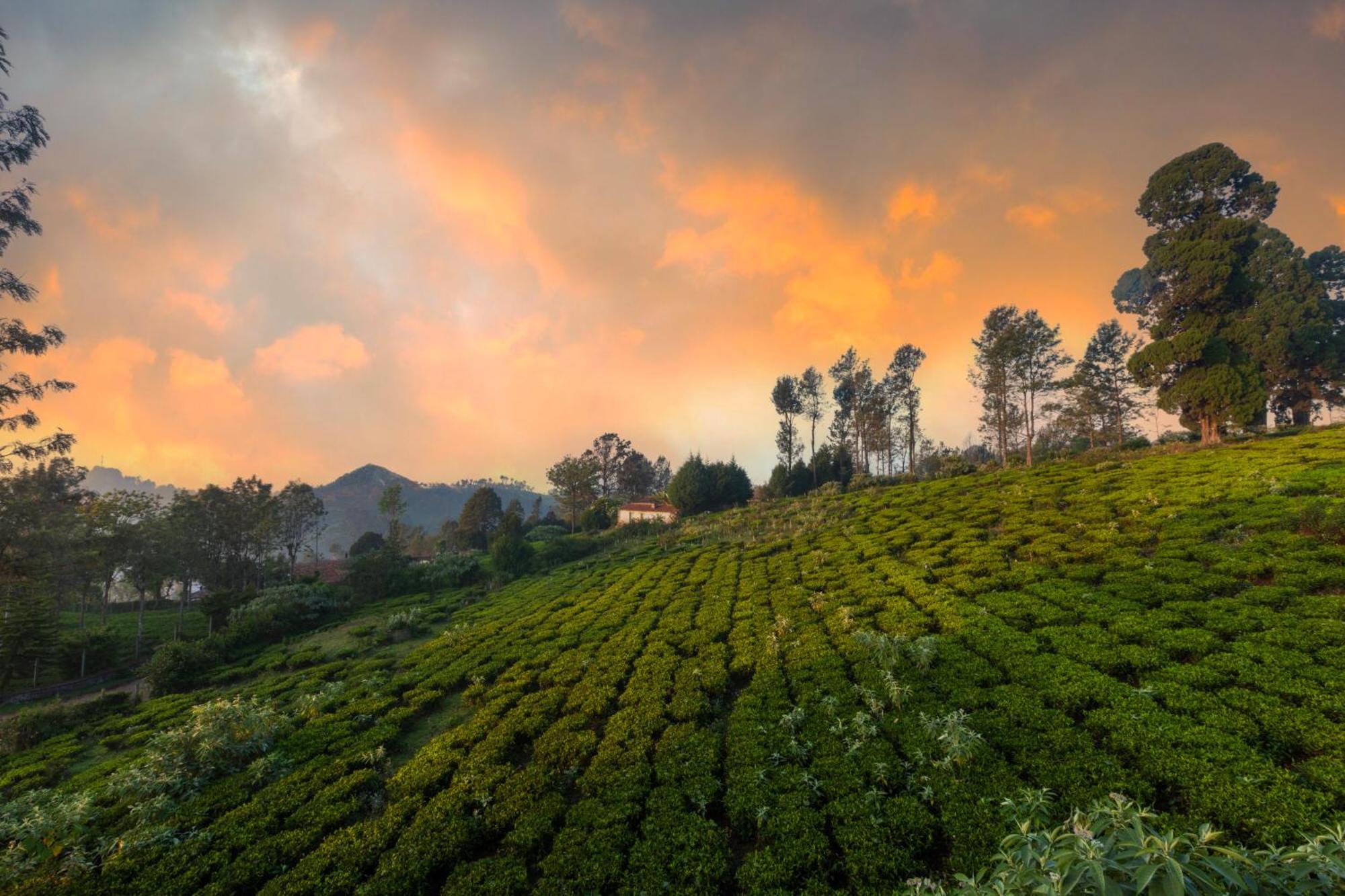 Solitude By Nature Resorts And Stays Kotagiri Exterior foto